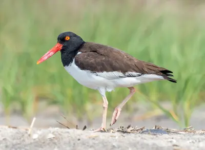 American Oystercatcher (Haematopus palliatus)