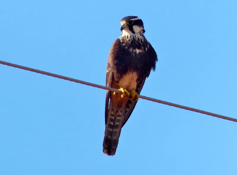 Aplomado Falcon perched on a post in South Texas coastal prairie