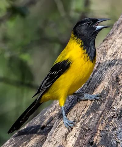 Audubon's Oriole (Icterus graduacauda)