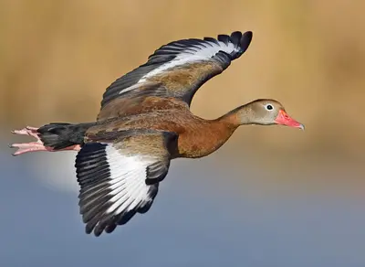 Black-bellied Whistling-Duck (Dendrocygna autumnalis)