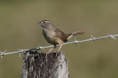 Botteri's Sparrow (Peucaea botterii)