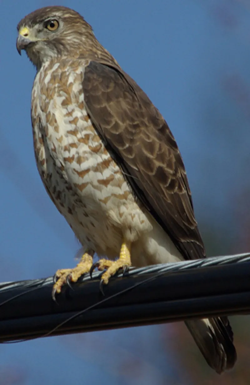 Broad-winged Hawk perched on a branch