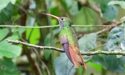 Buff-bellied Hummingbird (Amazilia yucatanensis)
