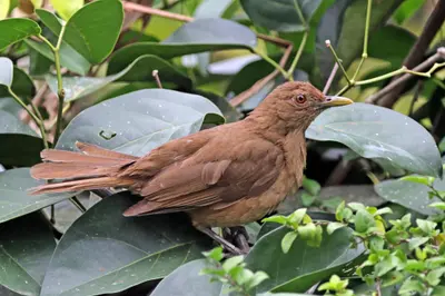 Clay-colored Thrush (Turdus grayi)
