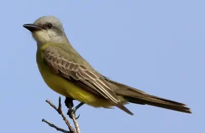 Couch's Kingbird (Tyrannus couchii)