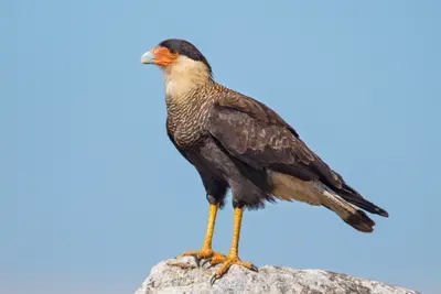Crested Caracara (Caracara plancus)