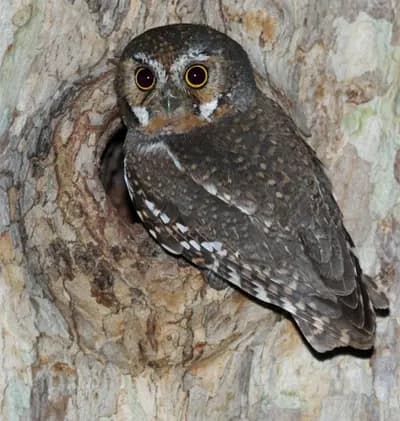 Elf Owl (Micrathene whitneyi)