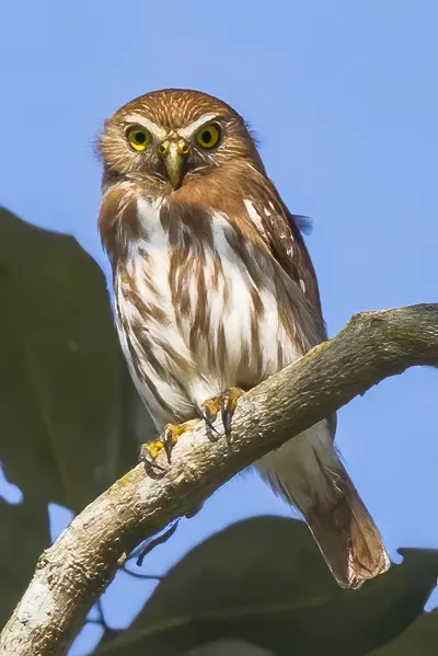 Ferruginous Pygmy-Owl (Glaucidium brasilianum)