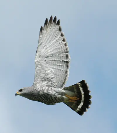 Gray Hawk (Buteo plagiatus)