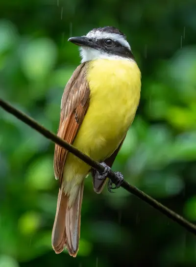 Great Kiskadee (Pitangus sulphuratus)