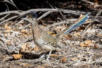 Greater Roadrunner (Geococcyx californianus)