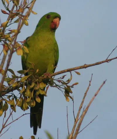 Green Parakeet (Psittacara holochlorus)