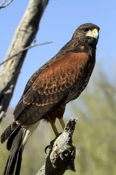 Harris's Hawk (Parabuteo unicinctus)