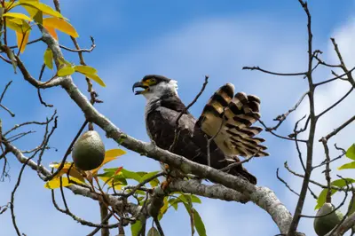 Hook-billed Kite (Chondrohierax uncinatus)