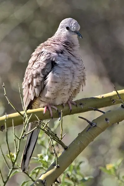 Inca Dove (Columbina inca)