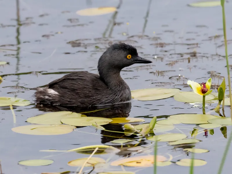 Least Grebe swimming on a tropical pond