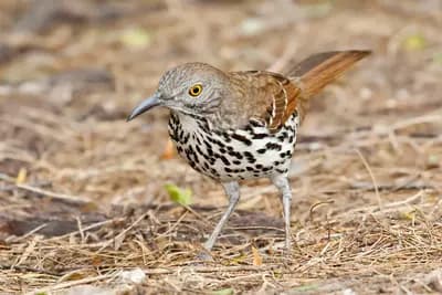 Long-billed Thrasher (Toxostoma longirostre)