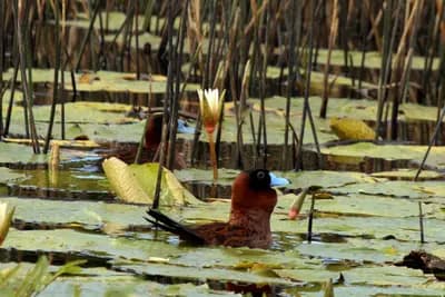Masked Duck (Nomonyx dominicus)
