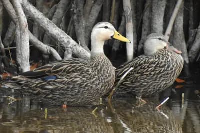 Mottled Duck (Anas fulvigula)