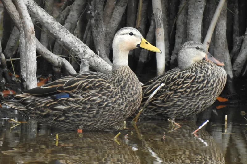 Mottled Duck resting on a coastal Texas marsh