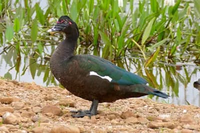 Muscovy Duck (Cairina moschata)