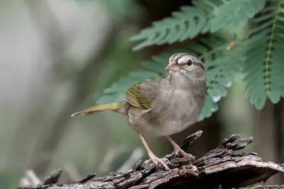 Olive Sparrow (Arremonops rufivirgatus)