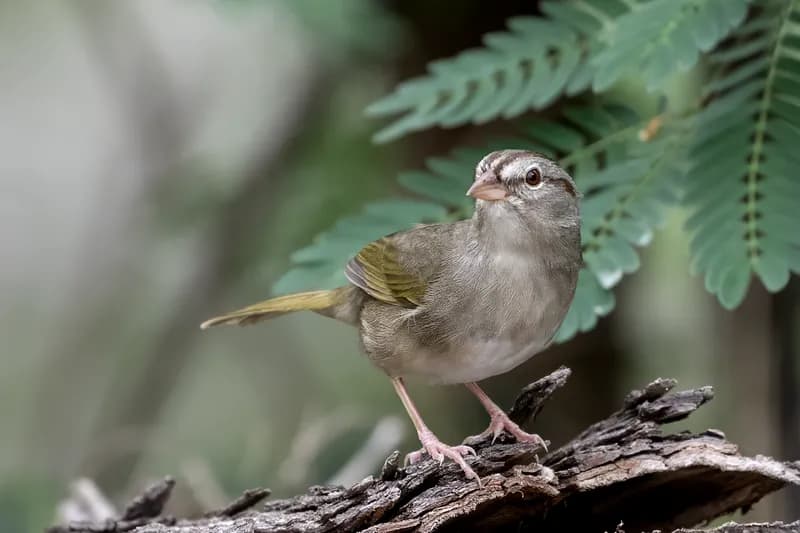 Olive Sparrow perched in South Texas thornscrub