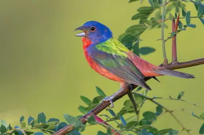 Painted Bunting (Passerina ciris)