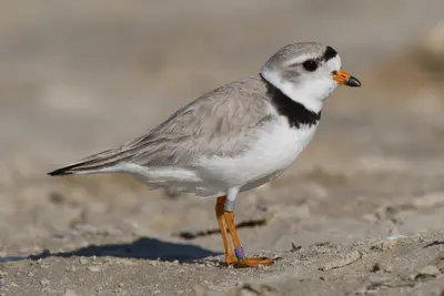 Piping Plover (Charadrius melodus)
