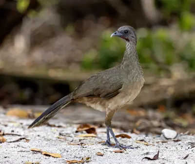 Plain Chachalaca (Ortalis vetula)