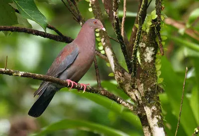 Red-billed Pigeon (Patagioenas flavirostris)