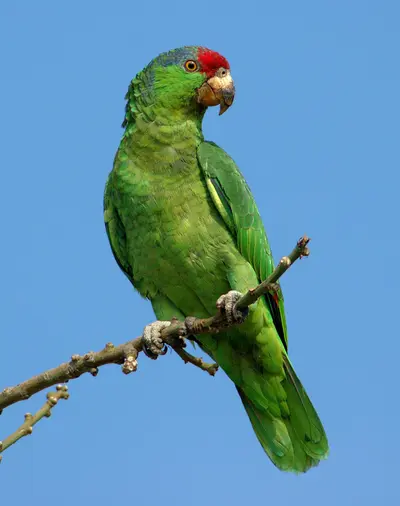 Red-crowned Parrot (Amazona viridigenalis)