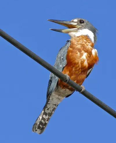 Ringed Kingfisher (Megaceryle torquata)