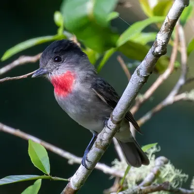 Rose-throated Becard (Pachyramphus aglaiae)