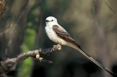 Scissor-tailed Flycatcher (Tyrannus forficatus)