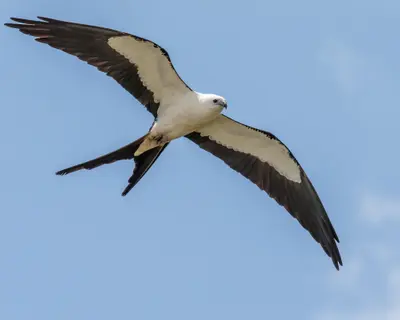Swallow-tailed Kite (Elanoides forficatus)