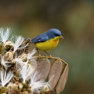 Tropical Parula (Setophaga pitiayumi)