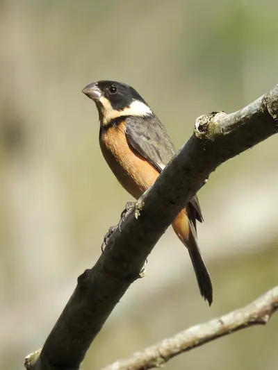 White-collared Seedeater (Sporophila morelleti)