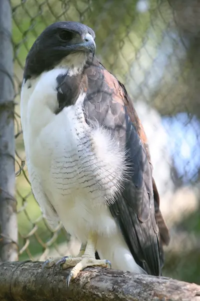 White-tailed Hawk (Geranoaetus albicaudatus)