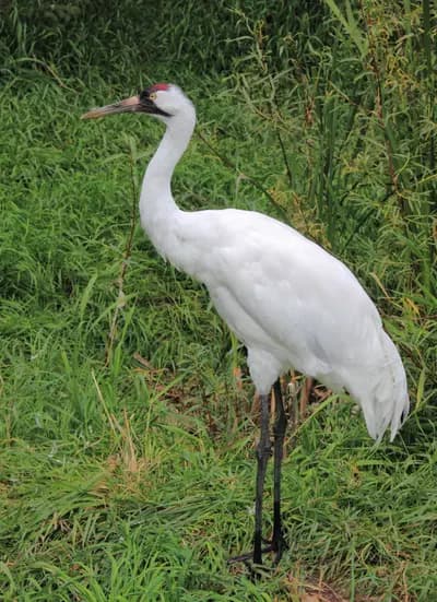 Whooping Crane (Grus americana)