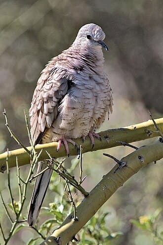 Inca Dove