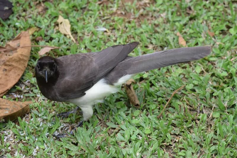 Brown Jay, a large dark jay with a white belly and long tail, on the ground