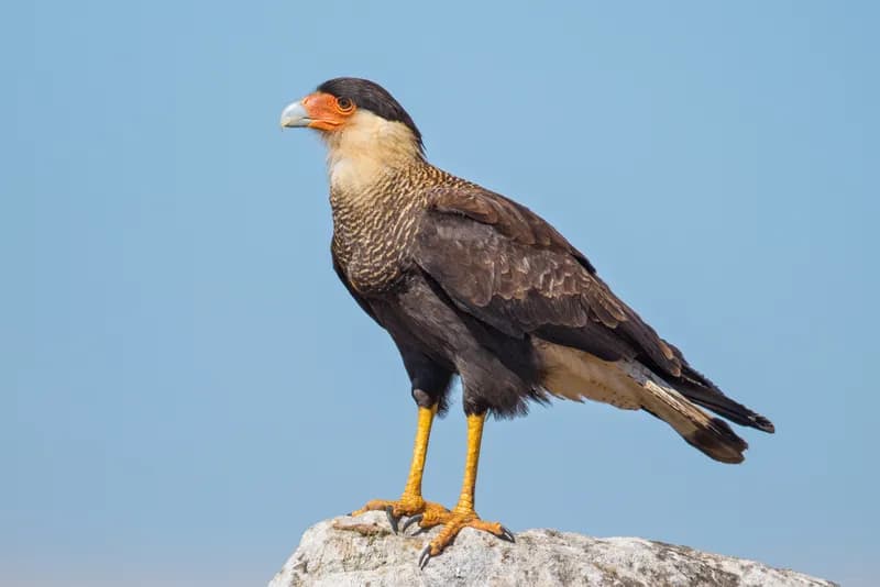 Crested Caracara perched in South Texas open country