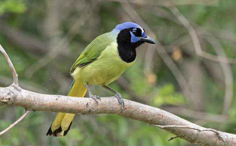Green Jay perched in South Texas thornscrub, Mission TX