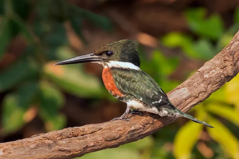 Male Green Kingfisher perched over clear water, South Texas