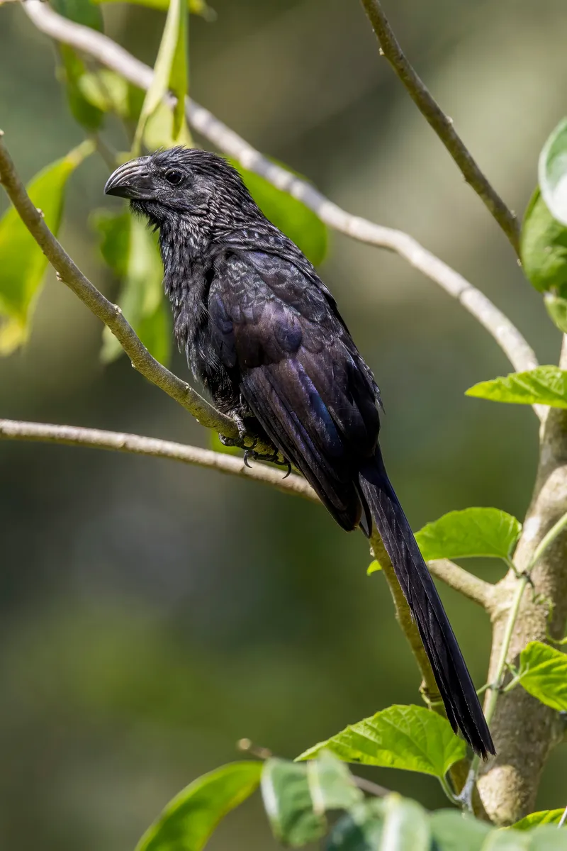Groove-billed Ani perched showing large ridged bill and loose dark plumage