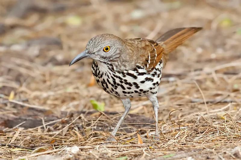 Long-billed Thrasher at Laguna Atascosa NWR, showing long curved bill and streaked breast