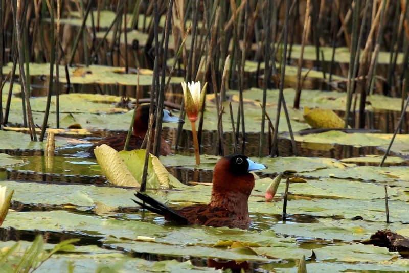 Male Masked Duck showing chestnut body and black face mask