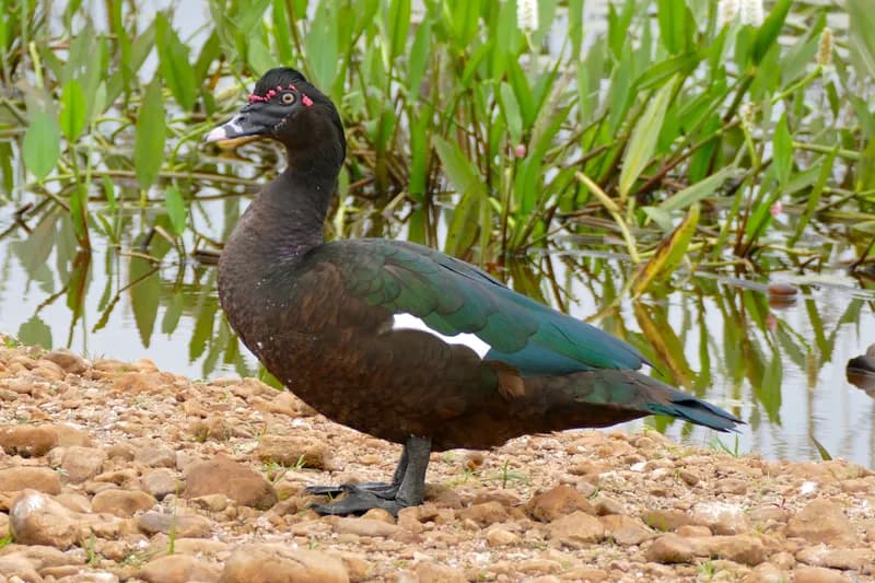 Wild Muscovy Duck showing dark iridescent plumage and white wing patch, on a riverbank