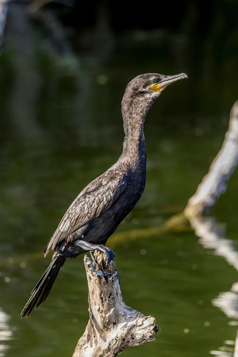 Neotropic Cormorant perched with wings spread